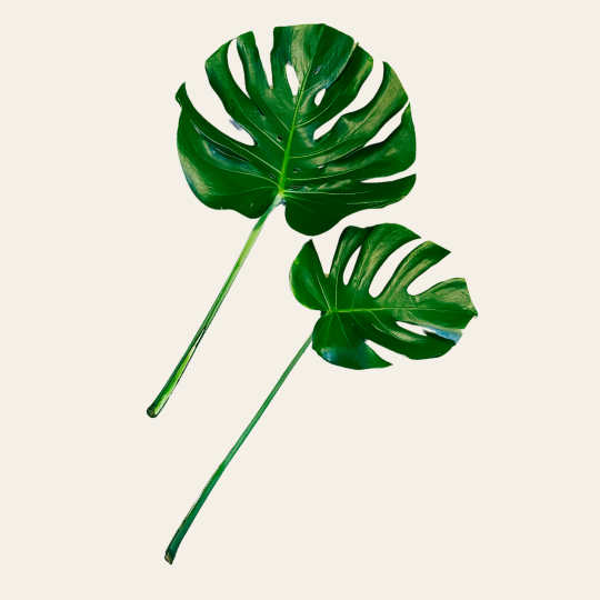 Monstera Deliciosa Leaves