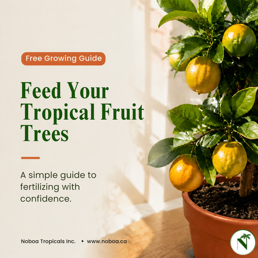 Fertilizer Guide: Tropical Fruit Trees (Digital Download)