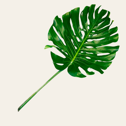 Monstera Deliciosa Leaves