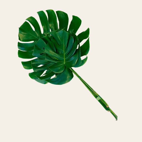 Monstera Deliciosa Leaves