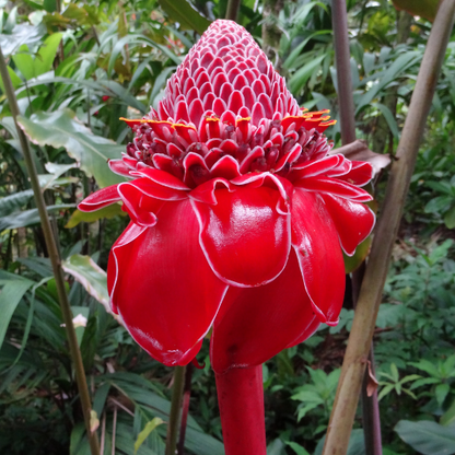 Torch Ginger Rhizome (Etlingera elatior)