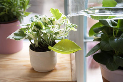 Leaf-Shaped Plant Watering Funnels (Set of 3)