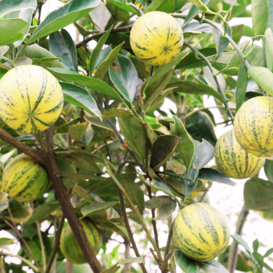 Variegated Eureka Lemon Plant (Citrus Limon x 'Eureka')