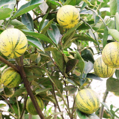 Variegated Eureka Lemon Plant (Citrus Limon x 'Eureka')