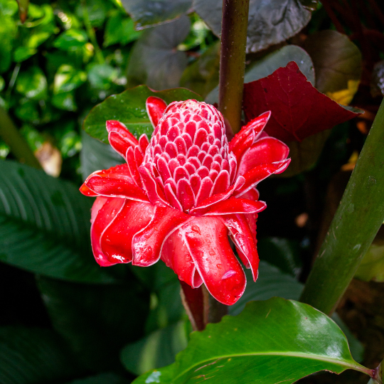 Torch Ginger Rhizome (Etlingera elatior)