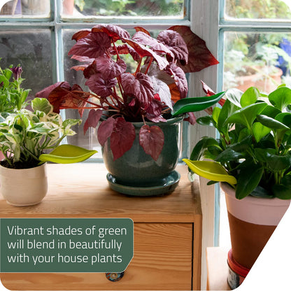 Leaf-Shaped Plant Watering Funnels (Set of 3)