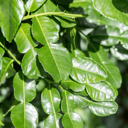 Makrut, Kaffir Lime (Citrus Hystrix)