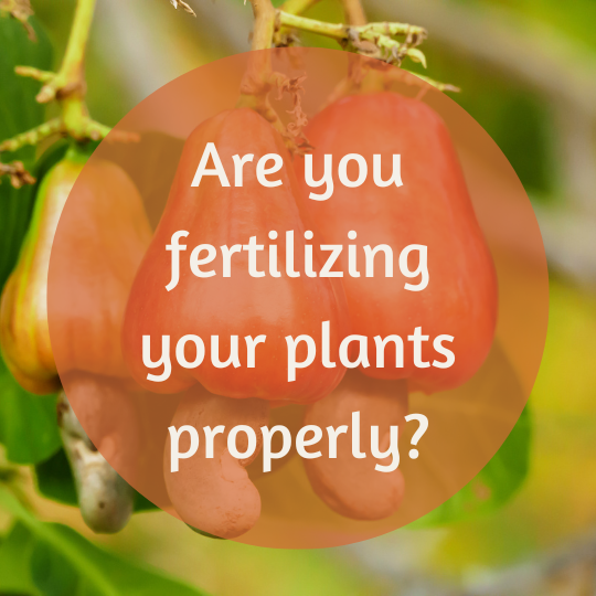 Are you fertilizing your plants properly?