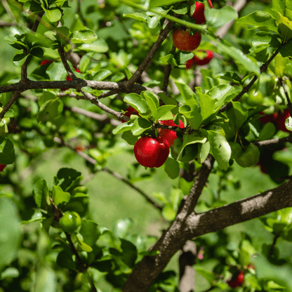 Acerola Cherry (Malpighia Emarginata)