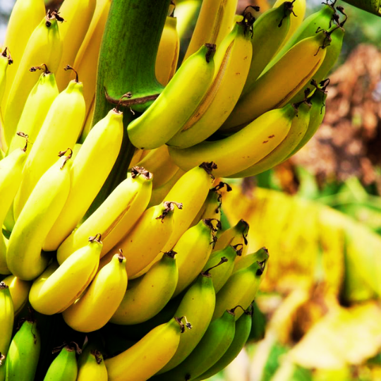 Banana Kokopo (Musa acuminata)