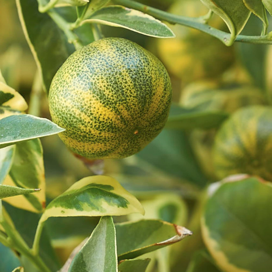 Calamondin Variegated Plant (Citrus Microcarpa)