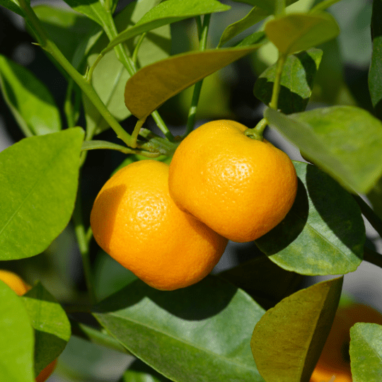 Calamondin Plant (Citrus Microcarpa)