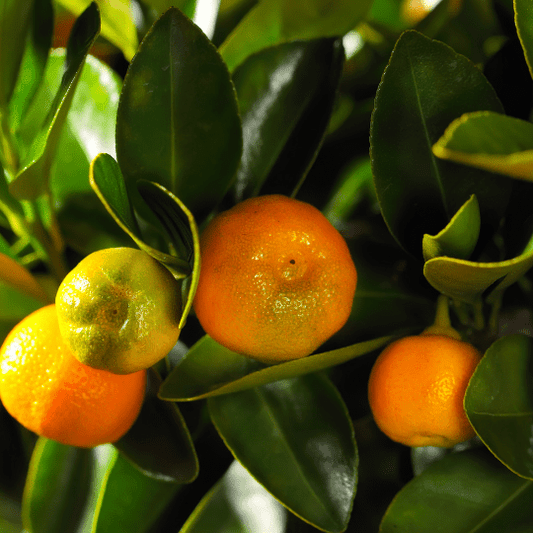 Calamondin Plant (Citrus Microcarpa)