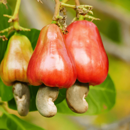 Cashew Plant (Anacardium Occidentale)