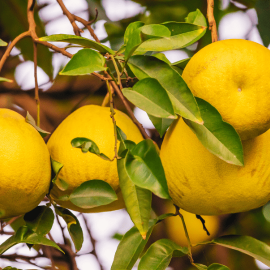 Chandler Pomelo (Citrus Maxima 'Chandler')