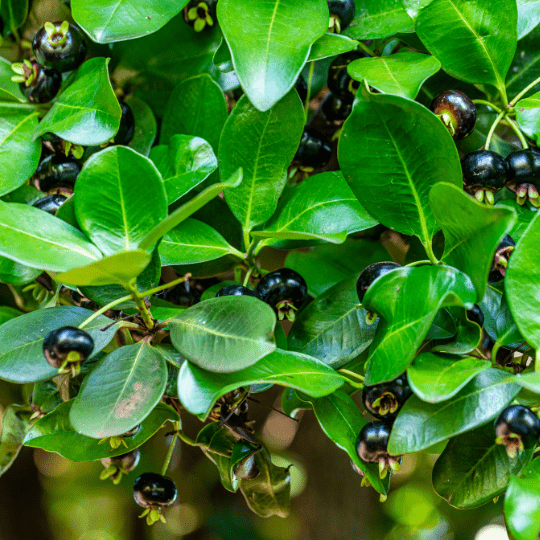 Grumichama Plant (Eugenia Brasiliensis)