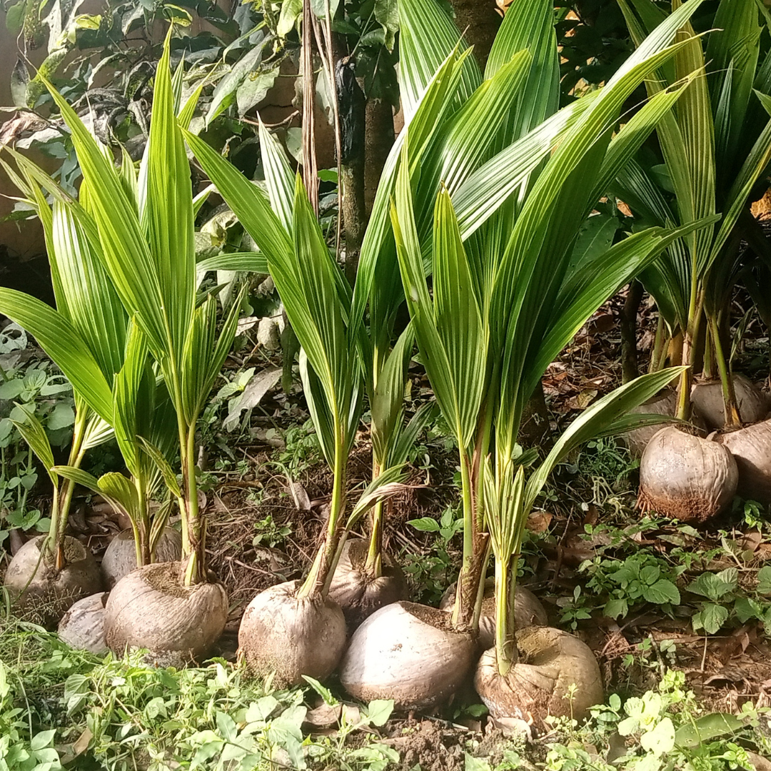 Dwarf Coconut Plant