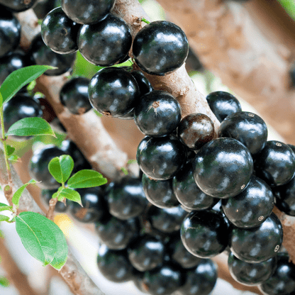 Jabuticaba Plant (Plinia cauliflora)