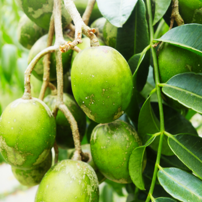 Dwarf June Plum Plant (Spondias Cytherea)