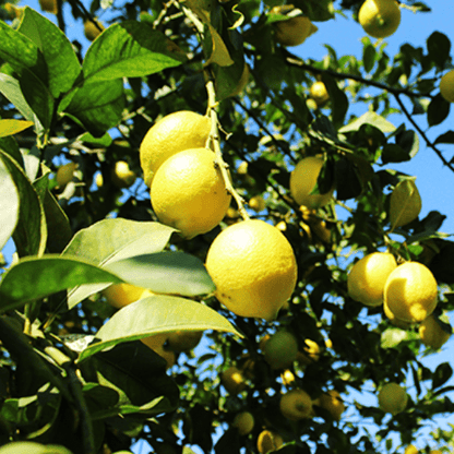 Verna Lemon (Citrus limon 'Verna')