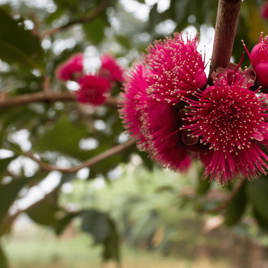 Malay Apple Plant (Syzygium Malaccense)