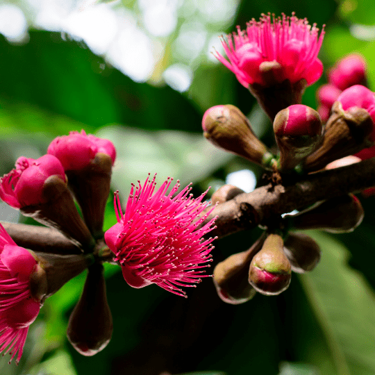 Malay Apple Plant (Syzygium Malaccense)