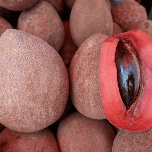 Sapote Plant - Magana (Pouteria Sapota)