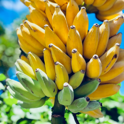 Ice Cream Banana or Blue Java (Musa acuminata)