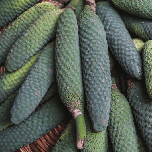 Monstera Deliciosa Fruit