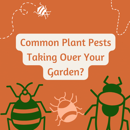 Eliminate Common Plant Pests