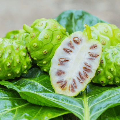 Noni Plant (Morinda Citrifolia)