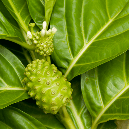 Noni Plant (Morinda Citrifolia)