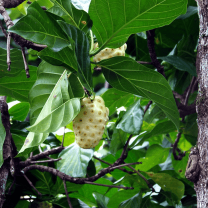 Noni Plant (Morinda Citrifolia)