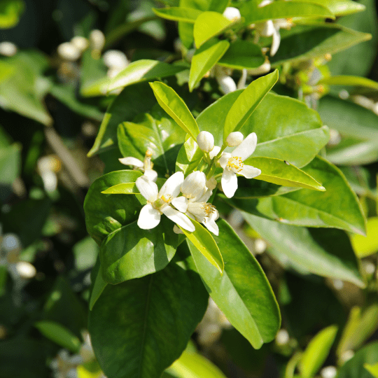 Persian Lime Plant (Citrus Latifolia)