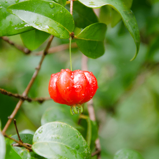 Pitanga Plant (Eugenia Uniflora)