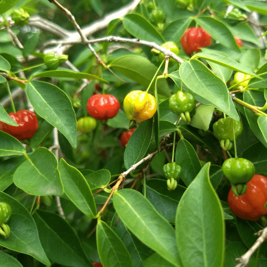 Pitanga Plant (Eugenia Uniflora)