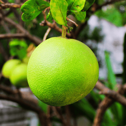 Pomelo Plant (Citrus Maxima)