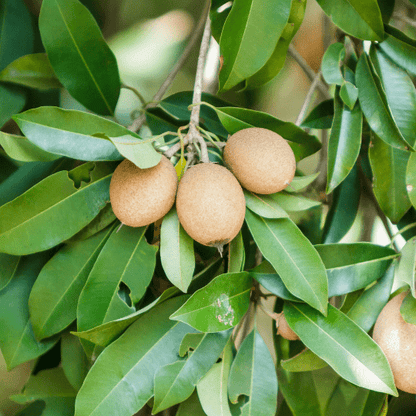 Sapodilla Plant (Manilkara Zapota)