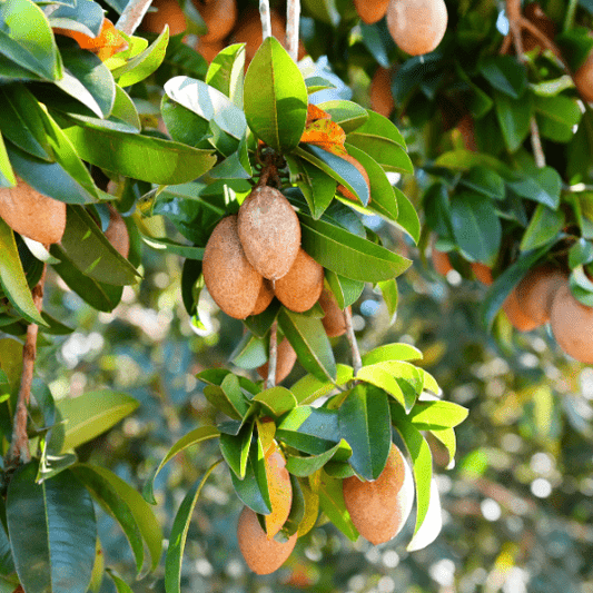 Sapodilla Plant (Manilkara Zapota)