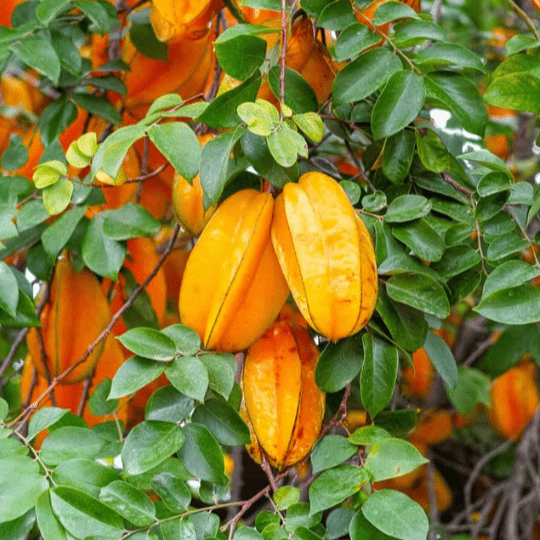 Starfruit Plant (Averrhoa Carambolo)