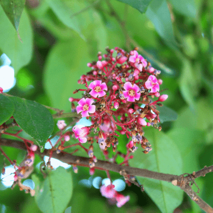 Starfruit Plant (Averrhoa Carambolo)