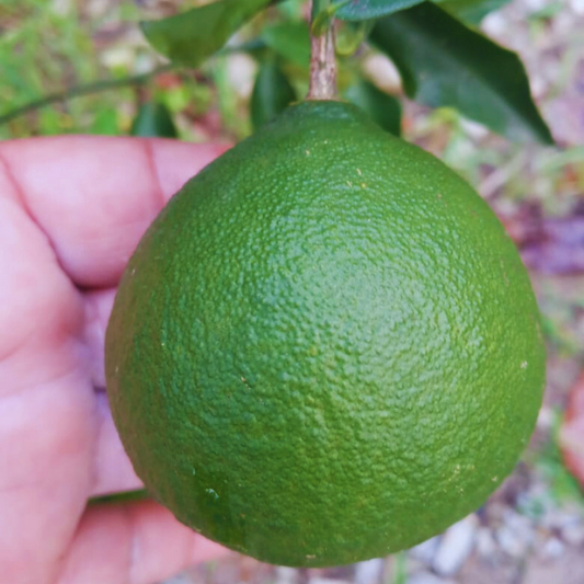 Tangerine (Citrus reticulata)