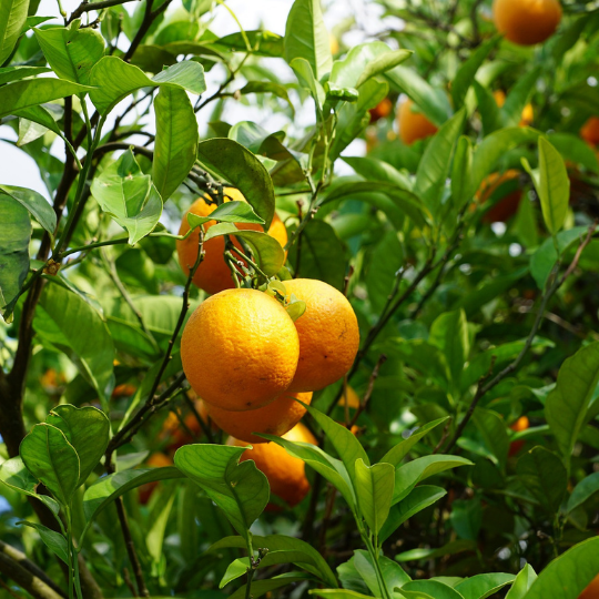 Tangerine (Citrus reticulata)