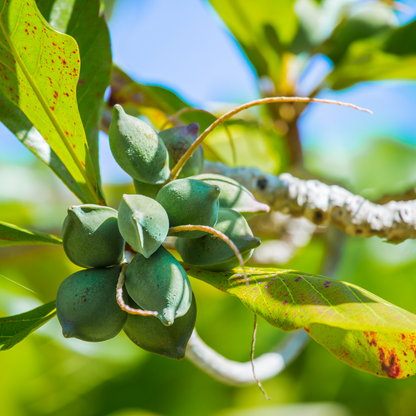 Tropical Almond Plant (Terminalia Catappa)