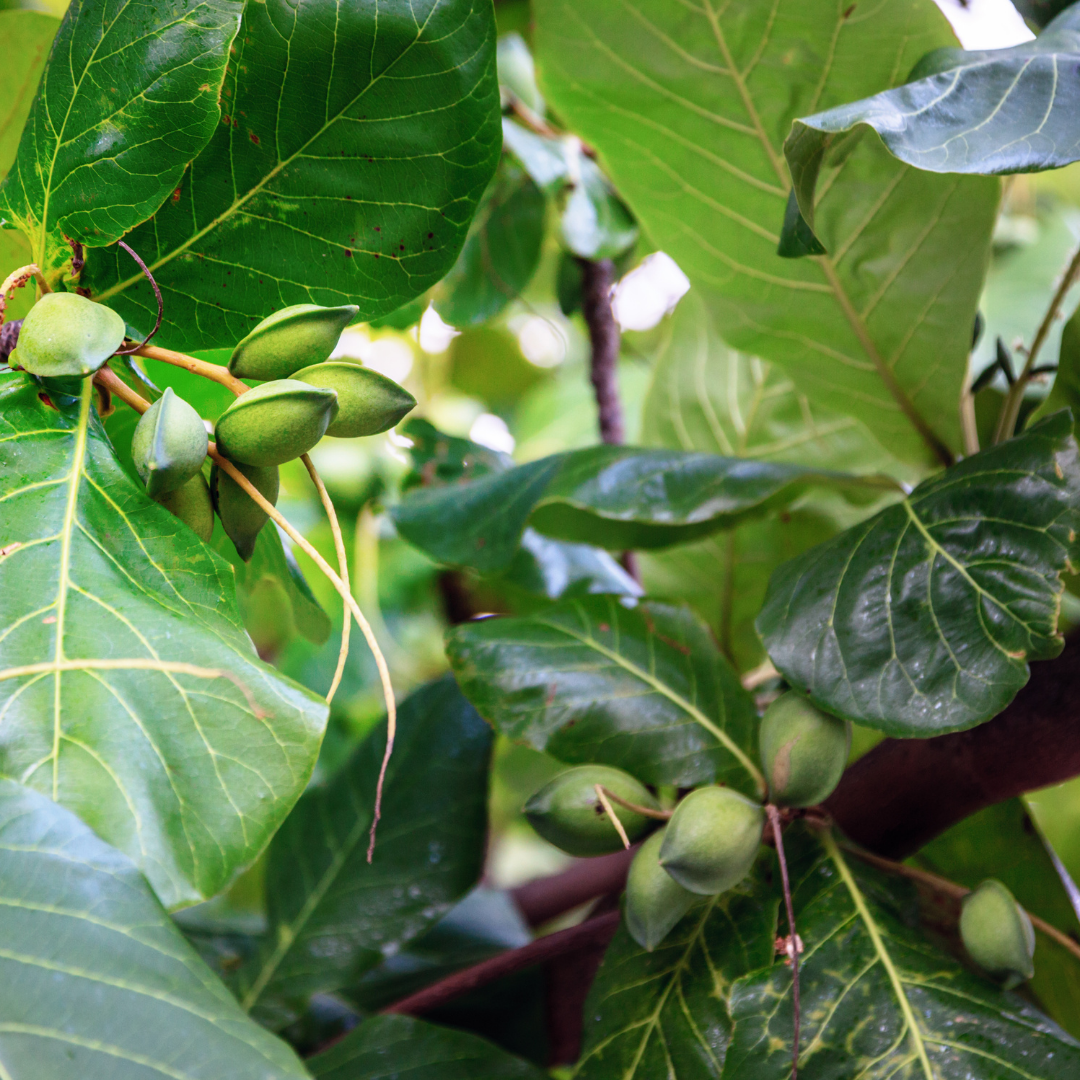 Tropical Almond Plant (Terminalia Catappa)