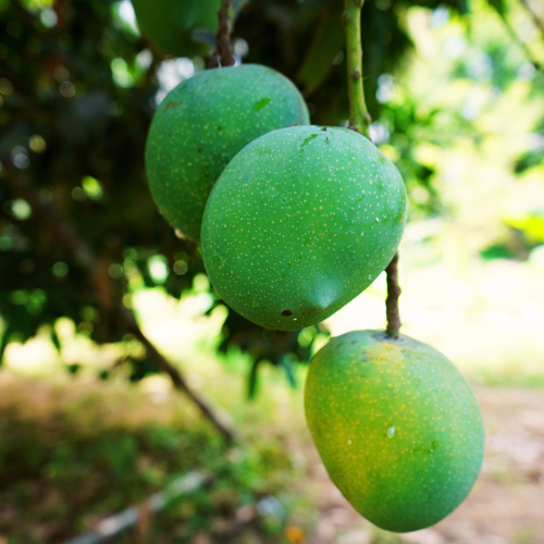 Duncan Mango (Mangifera indica)