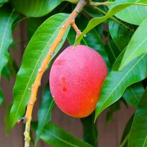 Crimson Delight Mango (Mangifera Indica)