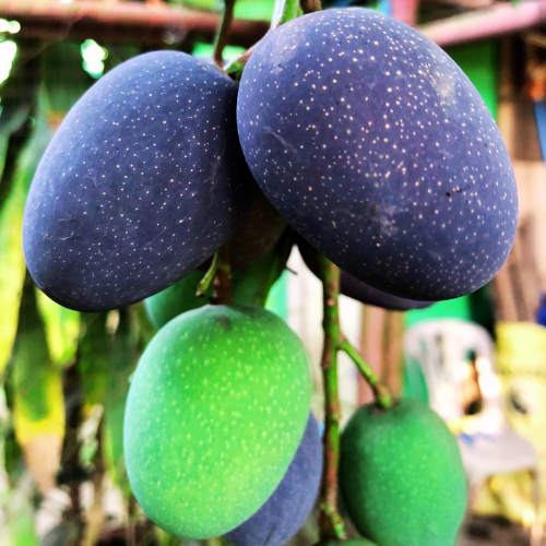 Casturi Mango (Kasturi): 6-25