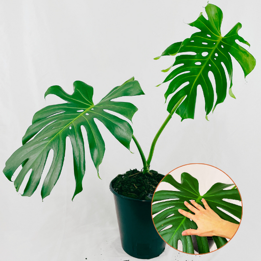 Monstera Deliciosa