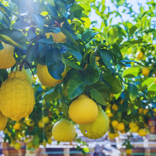 Ponderosa Lemon  (Citrus × pyriformis)